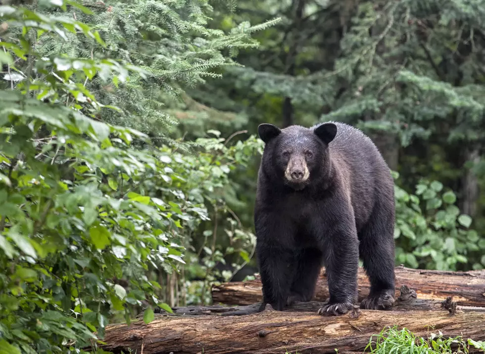 The Bears are Awake – What to do if YOU See One
